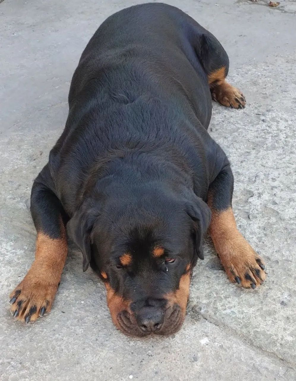 VENDO ROTTWEILER FÊMEA  - Foto 4