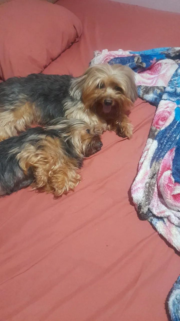 Cachorro Yorkshire  - Foto 3