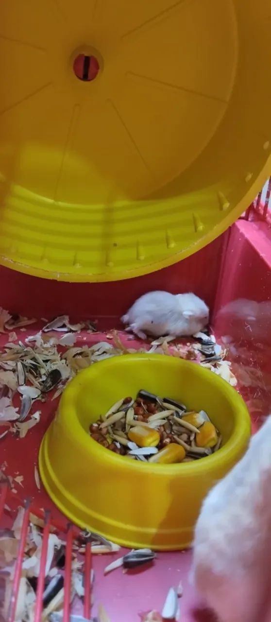 Hamster