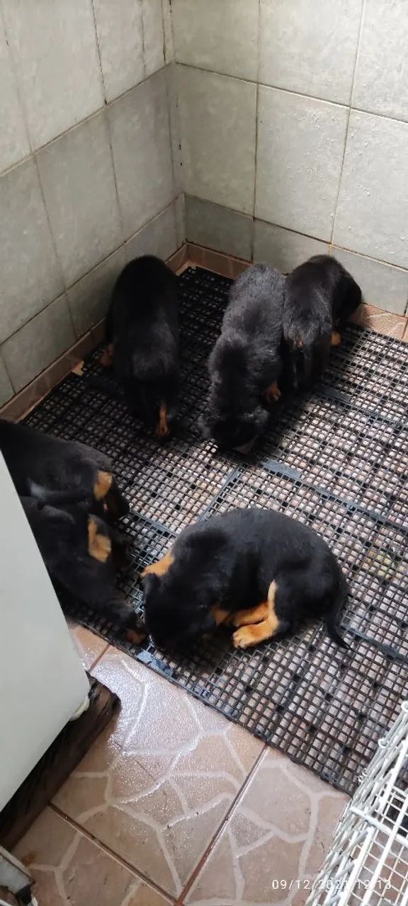 Rottweiler parcela em 10 vezes sem juros 