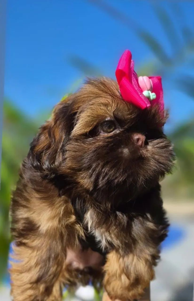 Shih-tzu  - Foto 2