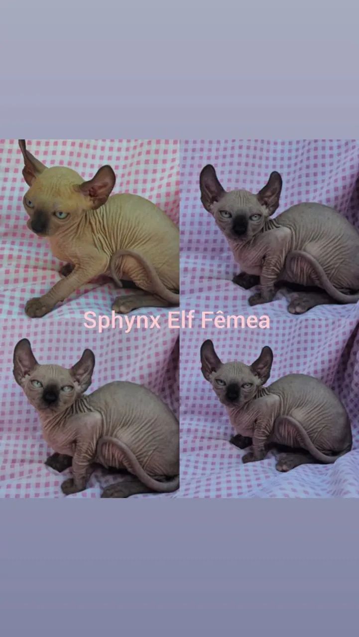 Sphynx Elf Filhotes - Gatil BSB Cat  - Foto 4