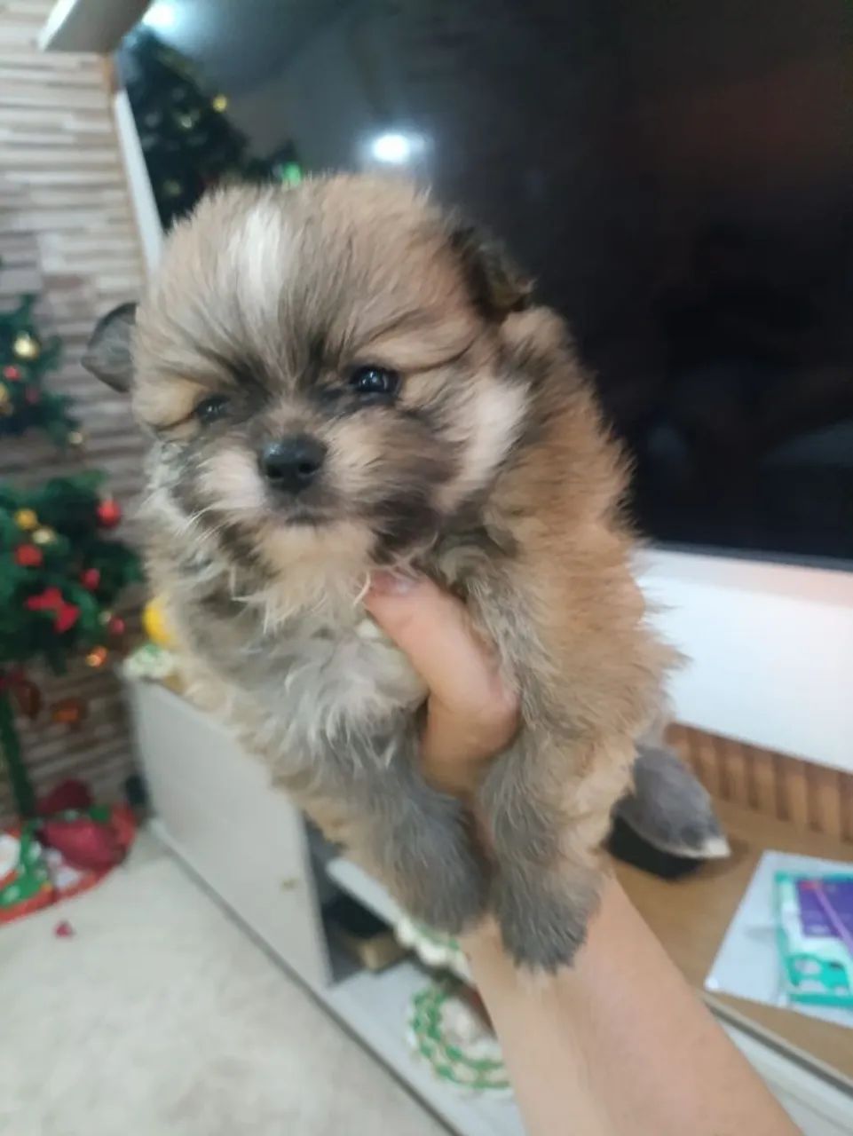 Vendo dois Spitz alemão!!!