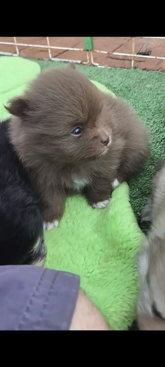 Filhotes de spitz alemão micros  - Foto 3