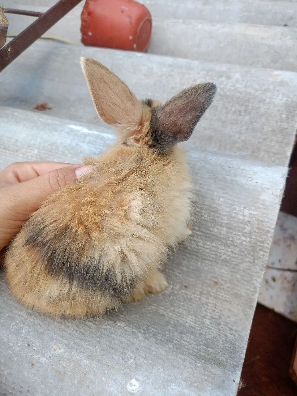 Coelha Tricolor Pai Angorá  - Foto 5