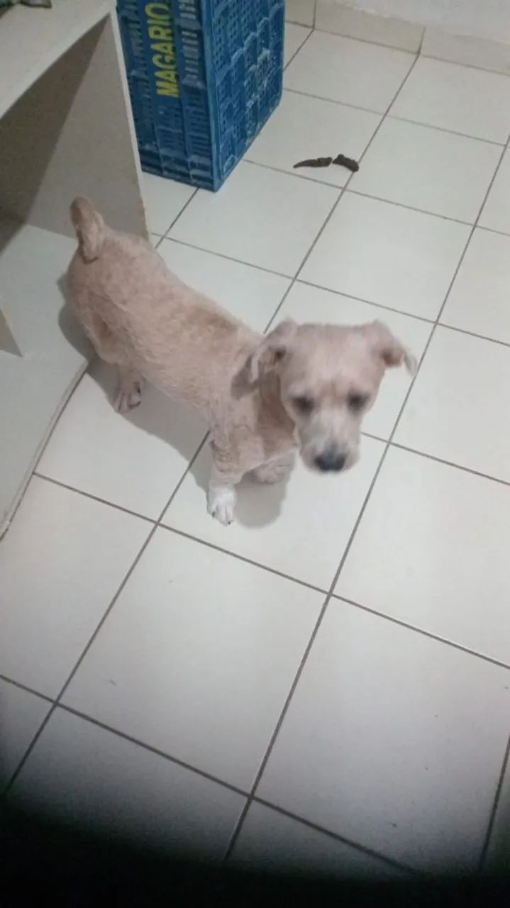 Adoção Responsável - Foto 2