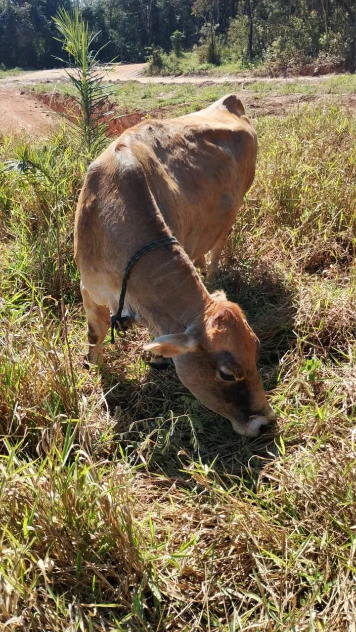 Animais - Foto 2