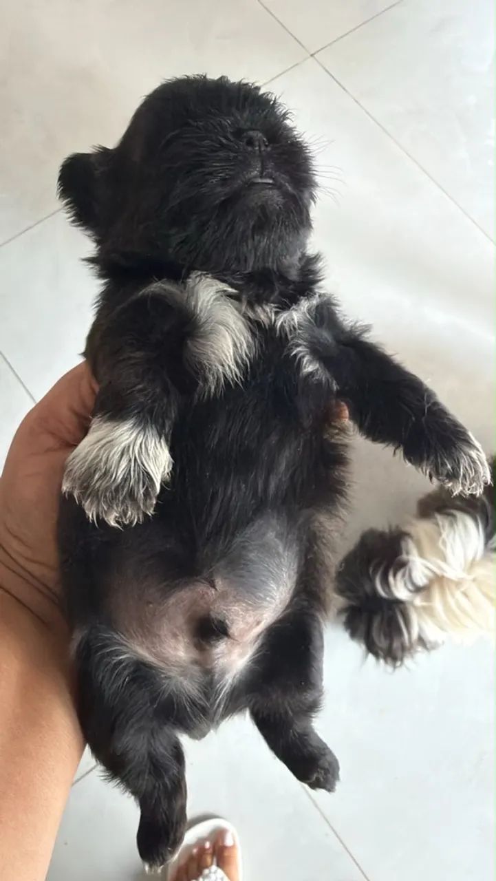 Shih tzu macho  - Foto 3