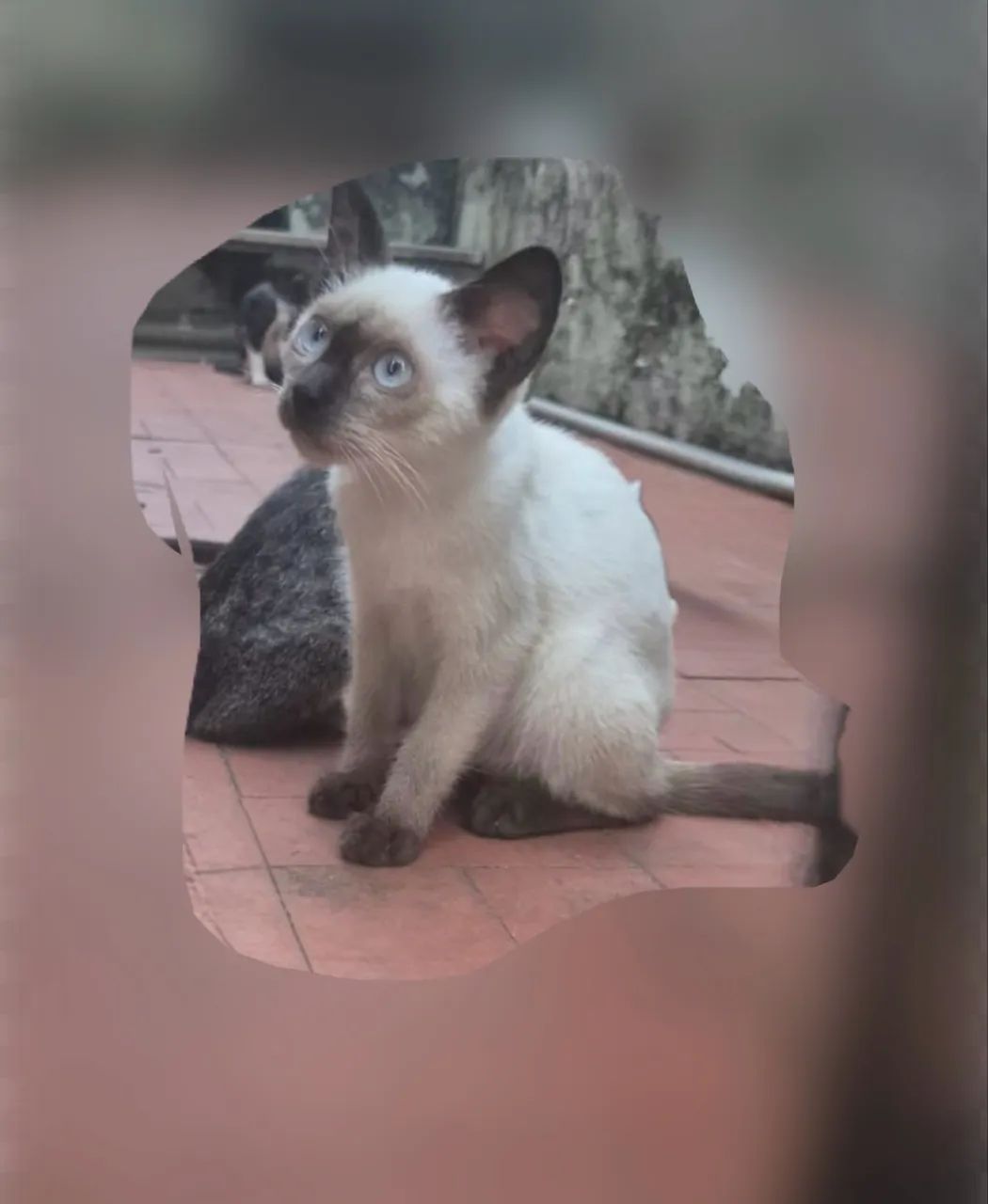 gatinha para adoção responsável  - Foto 2