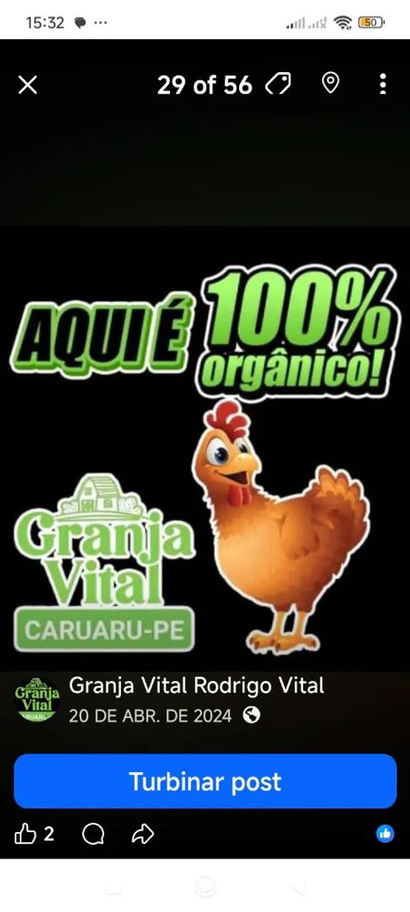 Poedeiras Embrapa 051 - Foto 4