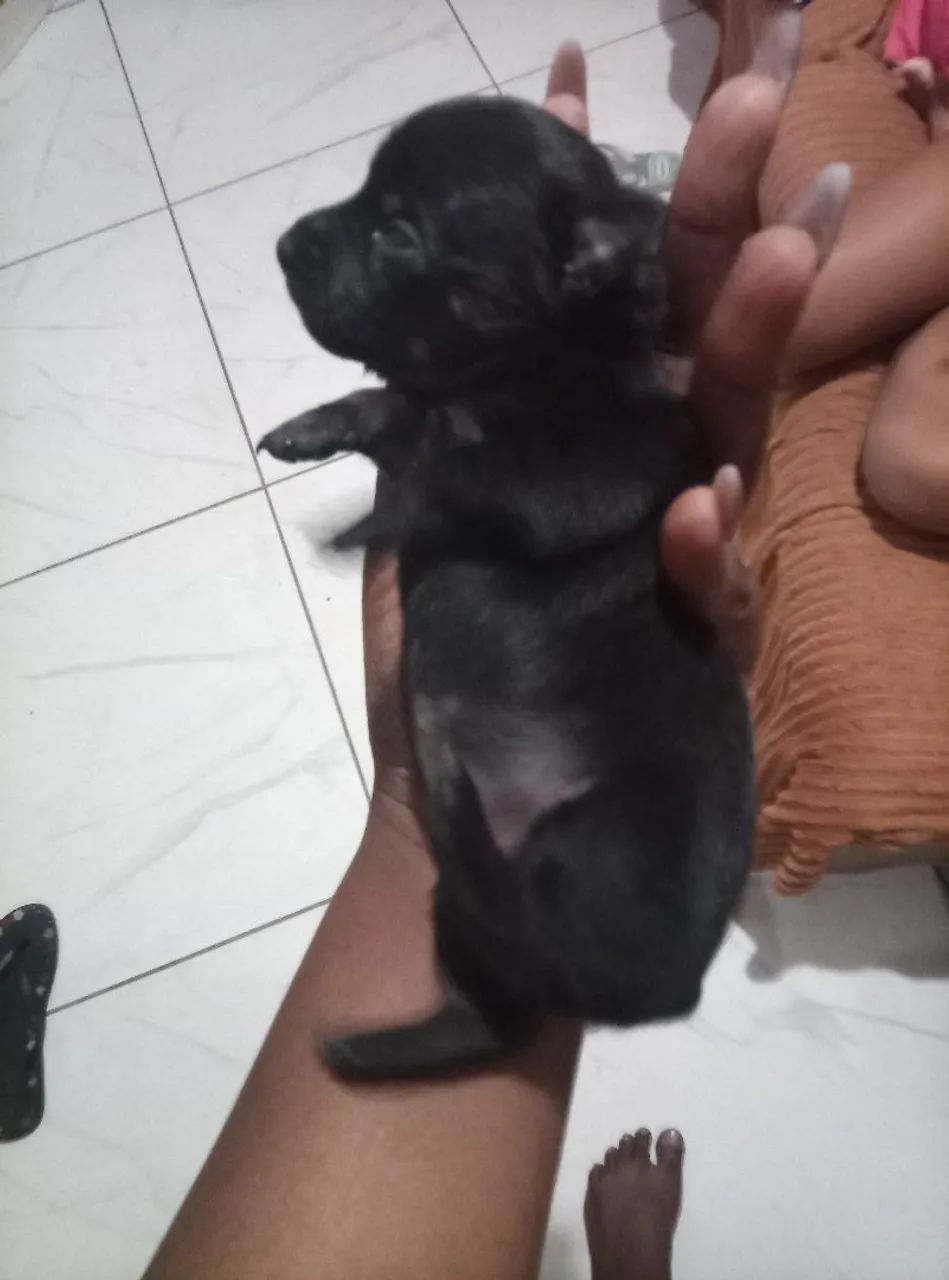 FILHOTES PINSCHER  - Foto 4