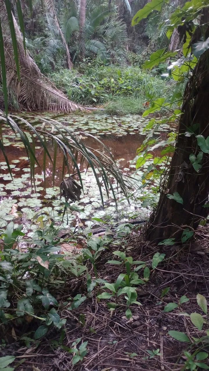 Fazenda 400 Ha Asfalto Energia Água Internet Região Desenvolvida - Foto 8
