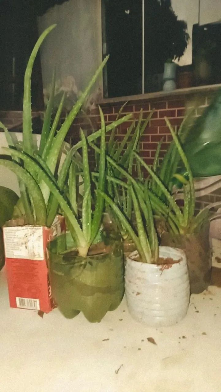 Planta 