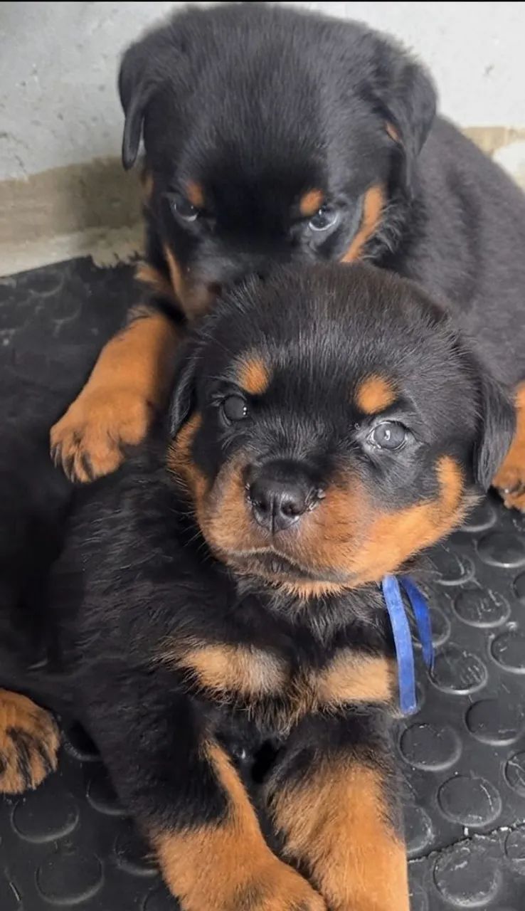 Rottweiler  - Foto 4