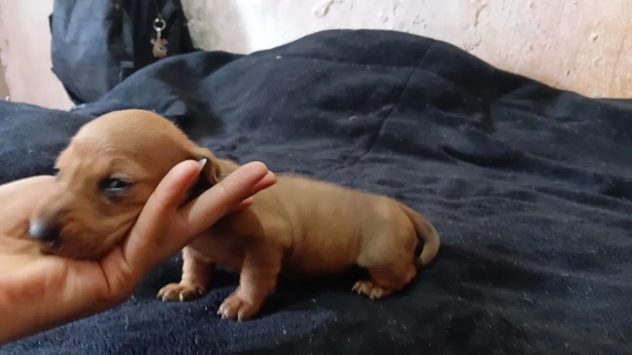 Daschund  - Foto 5