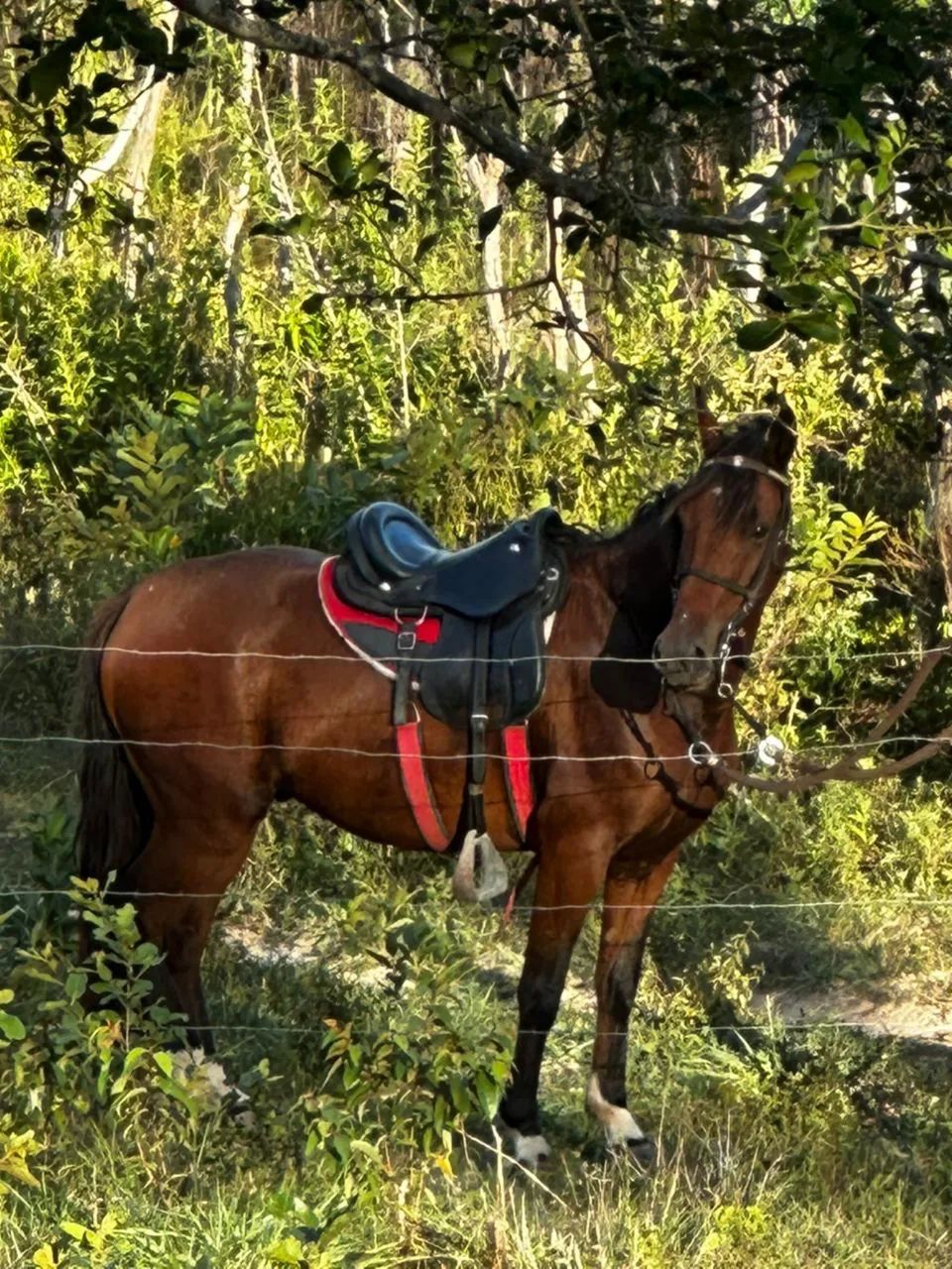 Cavalo castanho de boa conformação e pastas calçadas  - Foto 4