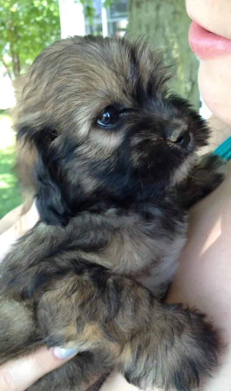 poodle  - Foto 4