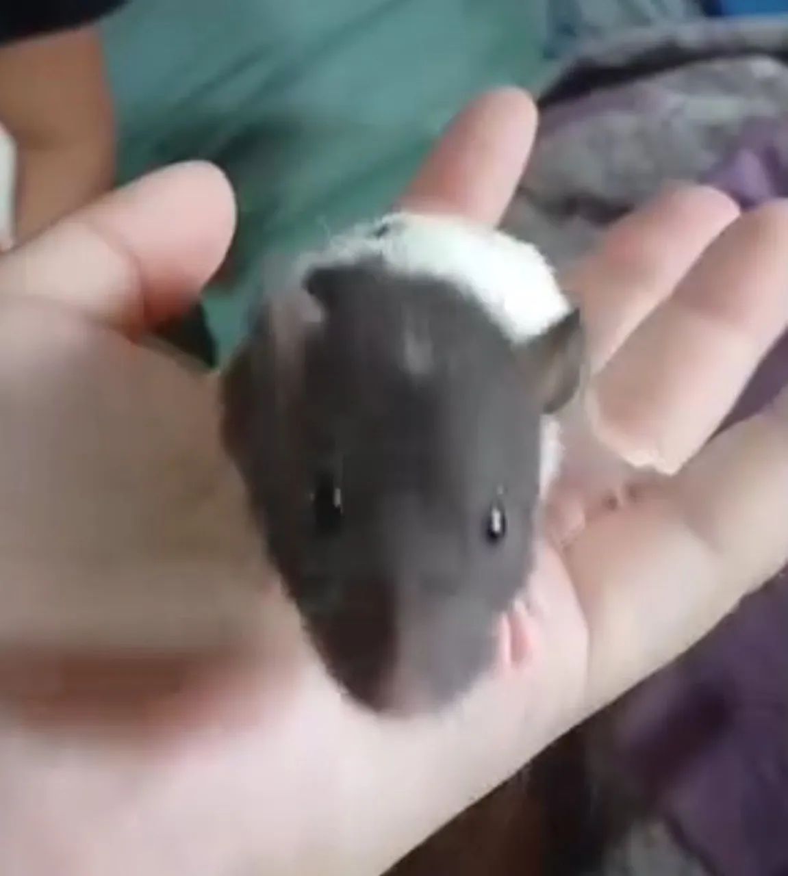 Ratos Twister - Super dóceis e prontos para um novo lar - Foto 2