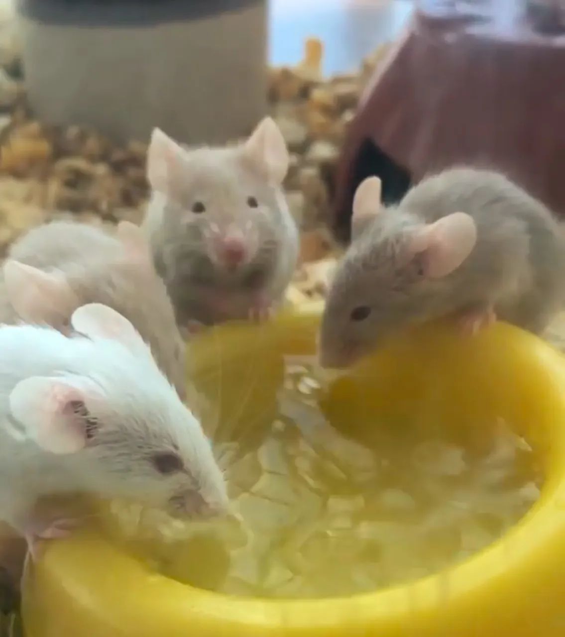 Camundongos - Foto 2