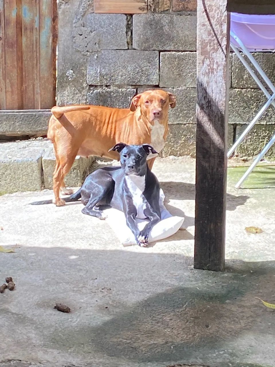 Doa-se mistura de pitbulls  - Foto 4