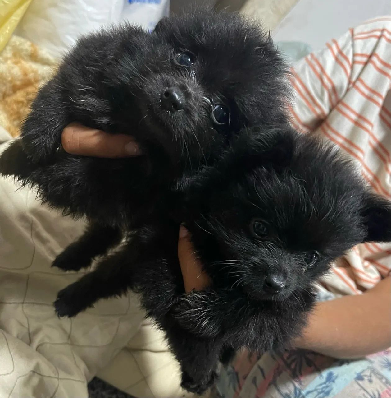 Lulu da pomerânea  - Foto 4