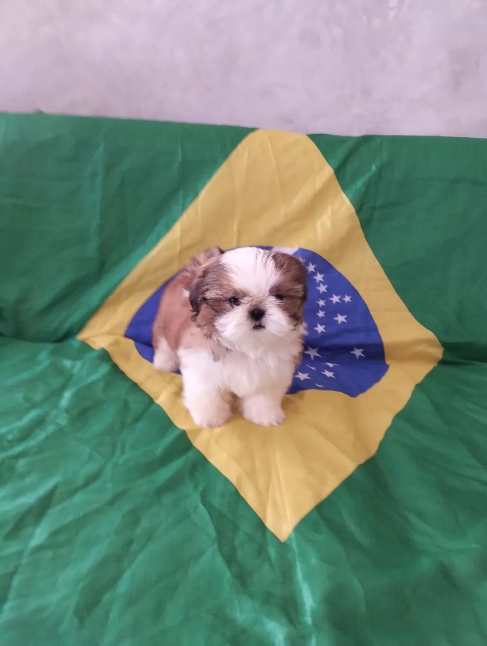 Shitzu Mini (Troco em iPhone acima do 14 com volta minha ) - Foto 2