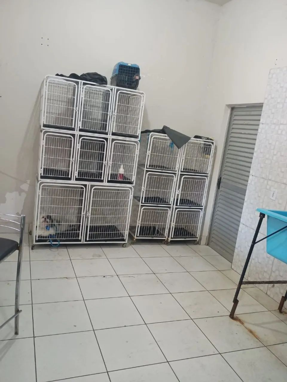 Vendo um banho e tosa completo 