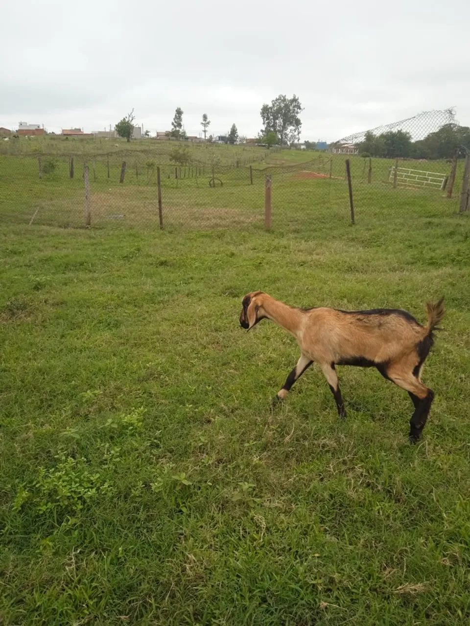 Cabra  - Foto 4