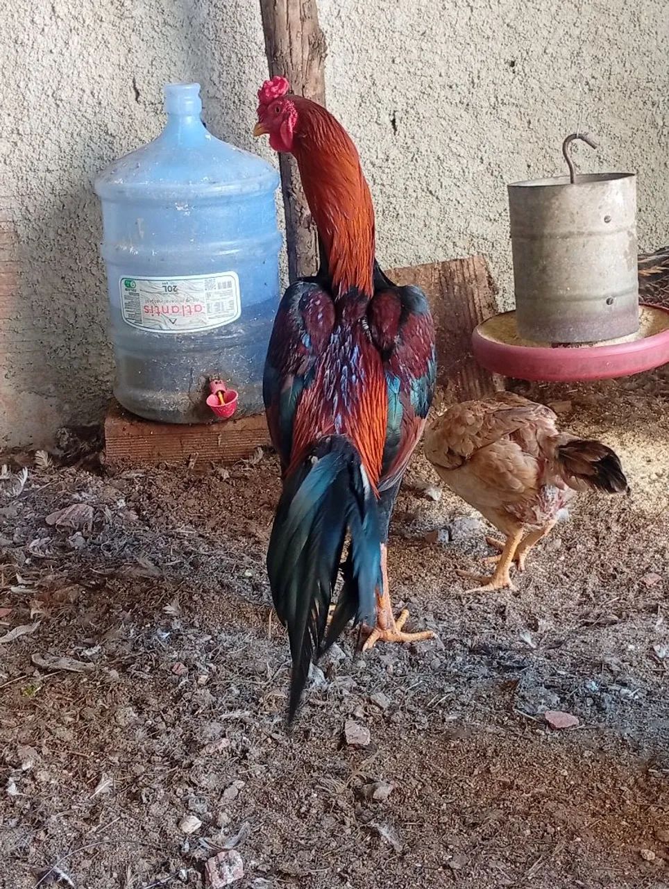 Galo  - Foto 2