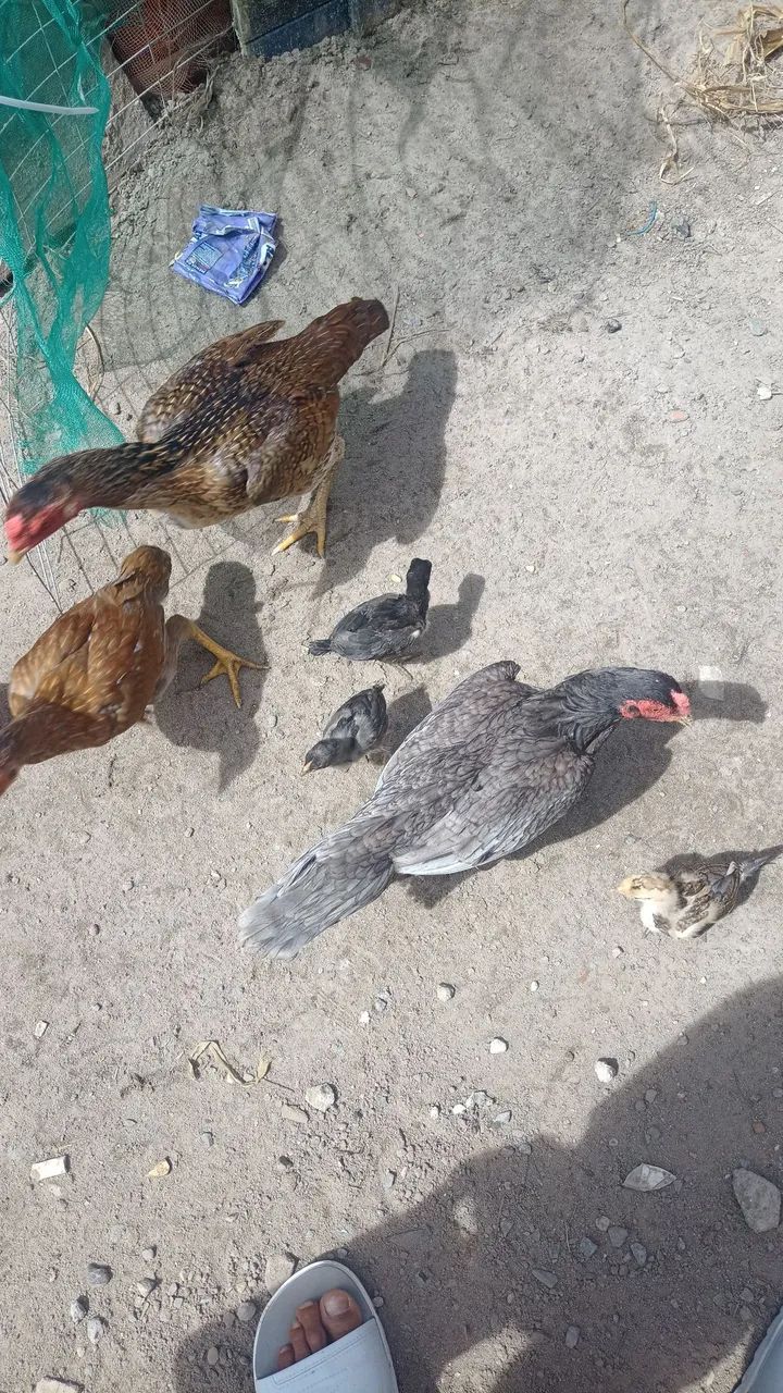 Galinhas de raça 