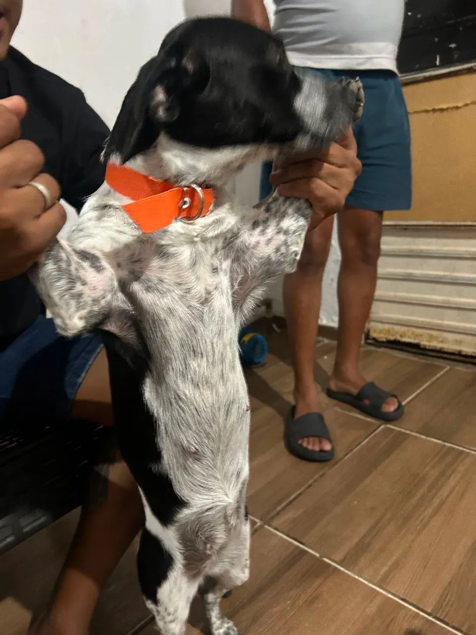 Doação de cachorra - Foto 3