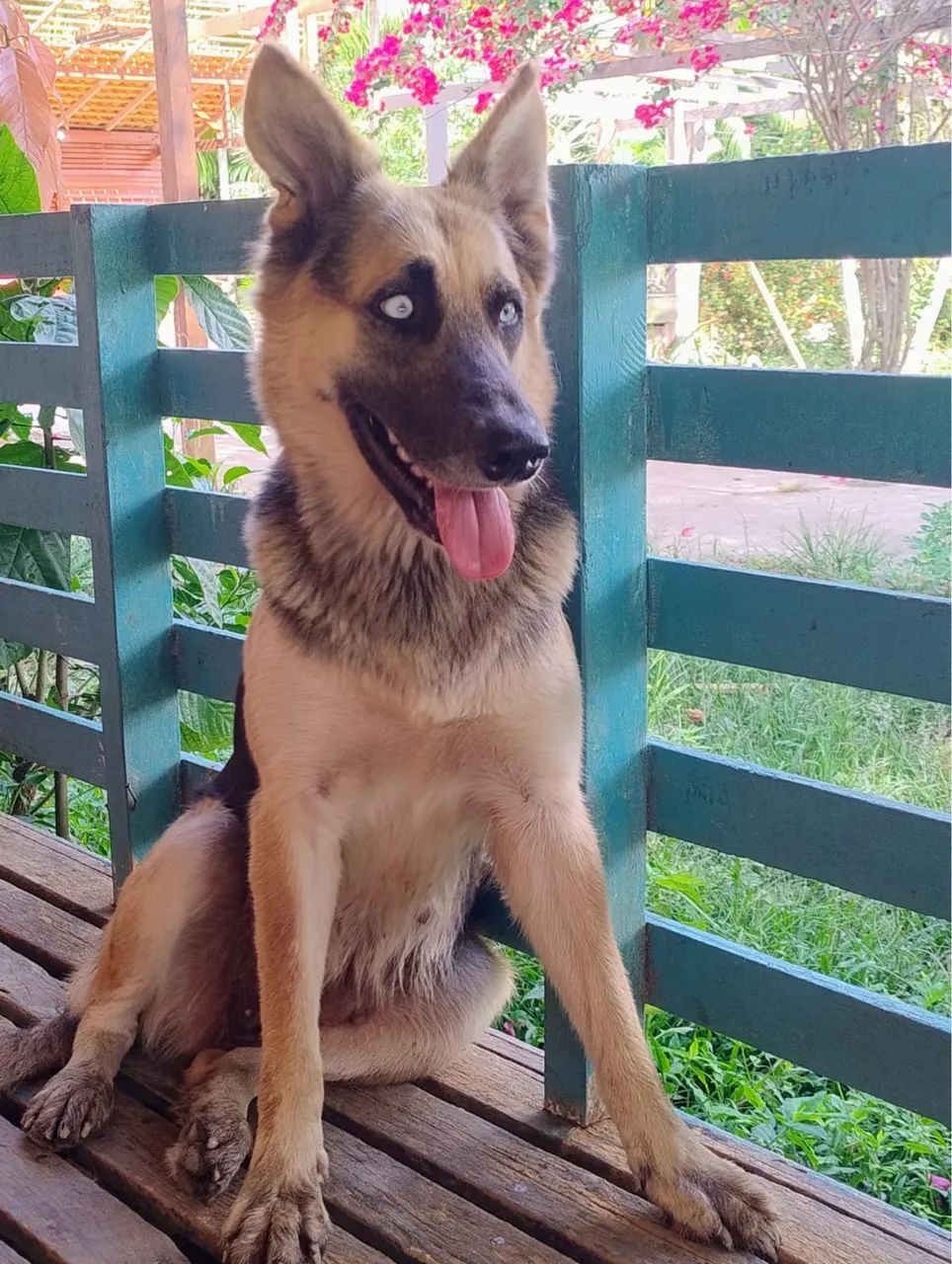 Pastor alemão com husky  - Foto 5
