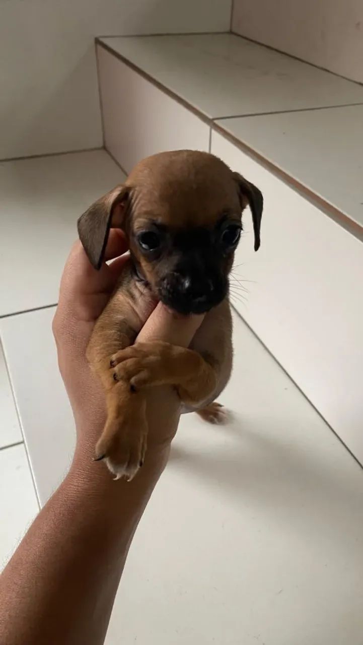 Vendo Pincher N 1 - Foto 4