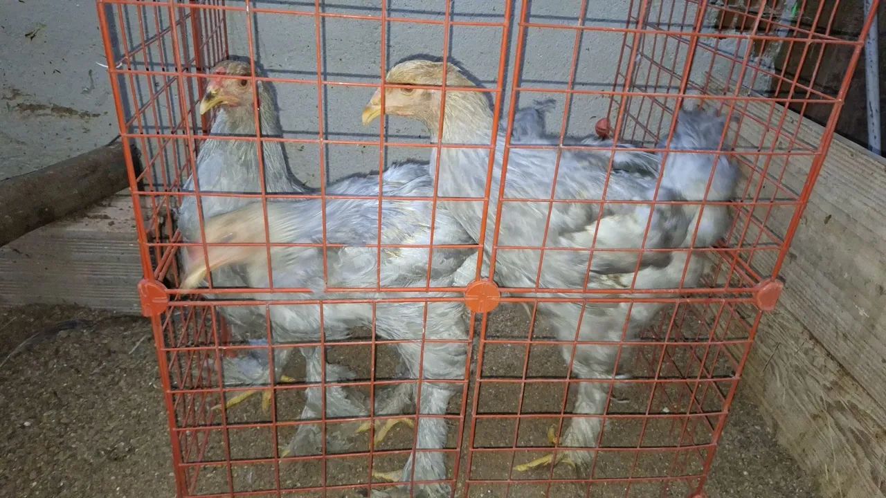 Frangos brahma isabele  - Foto 2