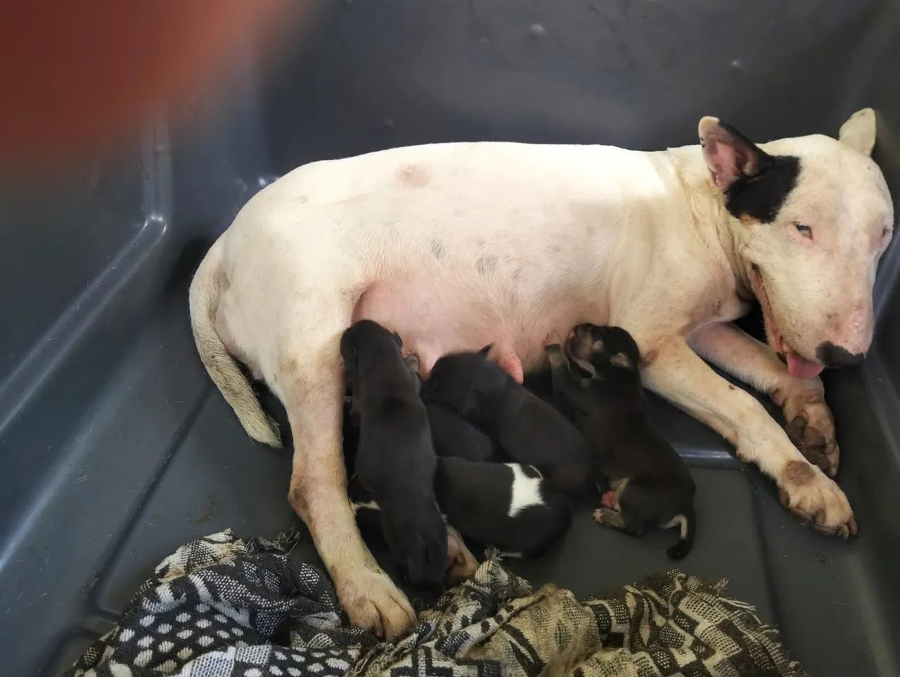 PITBULL TERRIER  ?  - Foto 4