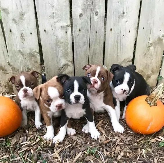 Boston Terrier Filhotes - Foto 2