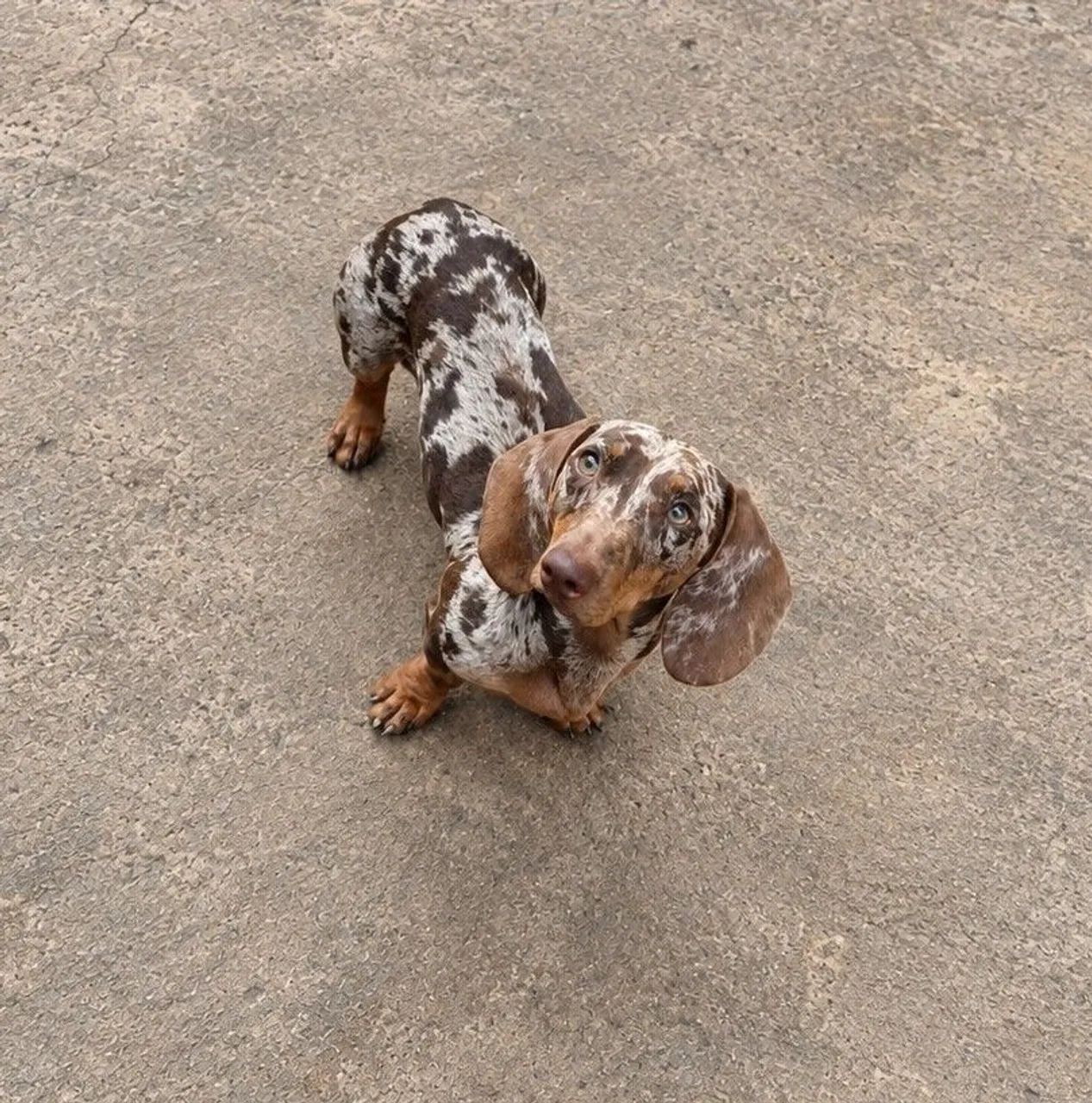 Basset 