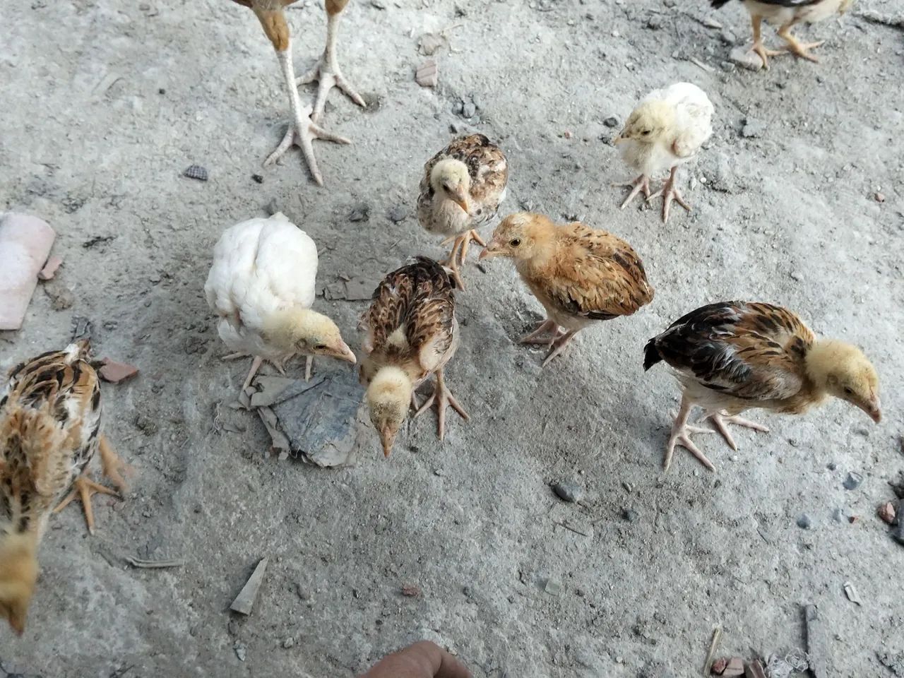 Galos e Galinhas  - Foto 2