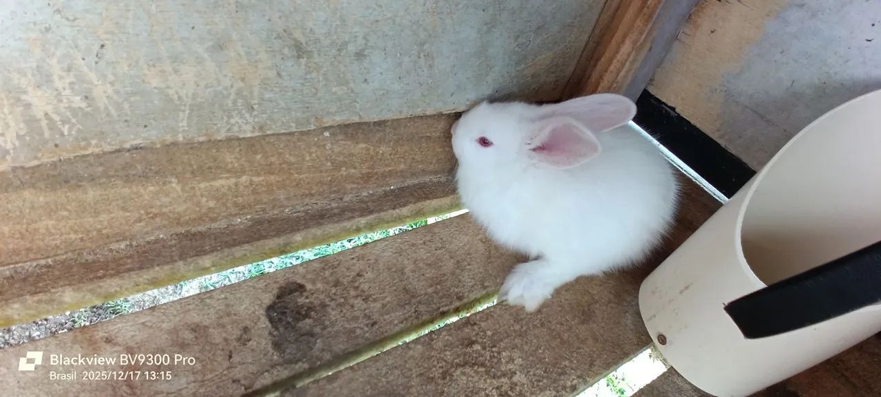 Coelhos Gigante de flândulas