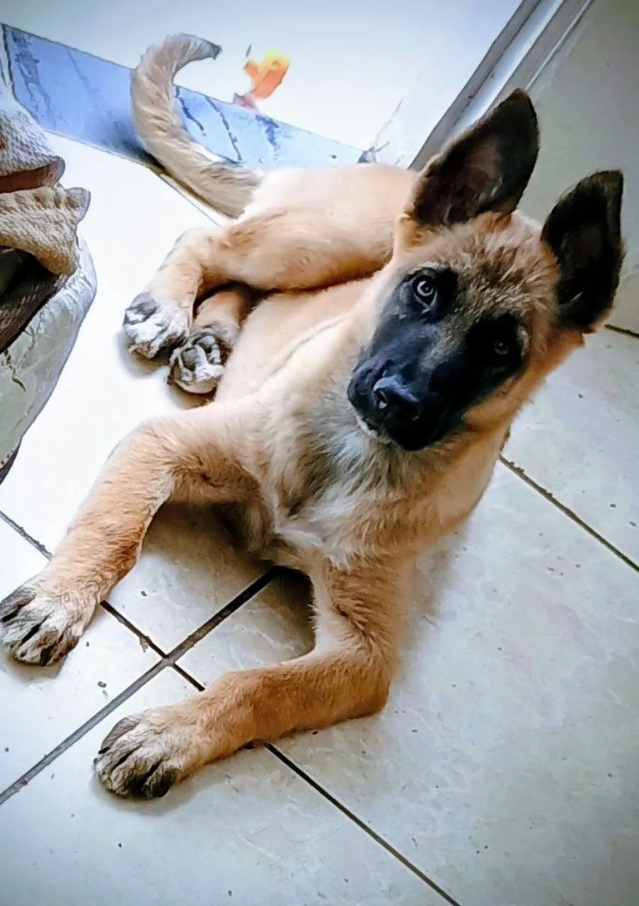 Pastor malinois - Foto 3