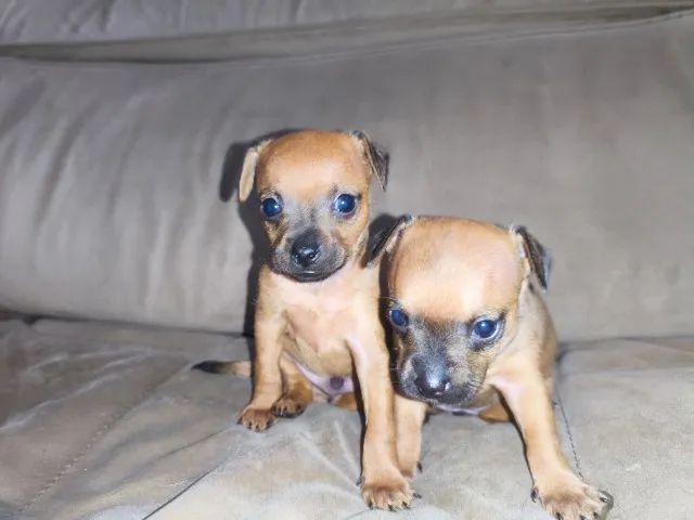Pinscher Filhote Fêmea  - Foto 4