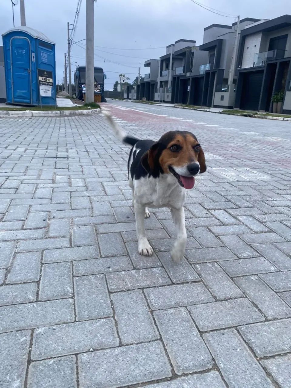 Doação de cão. - Foto 5