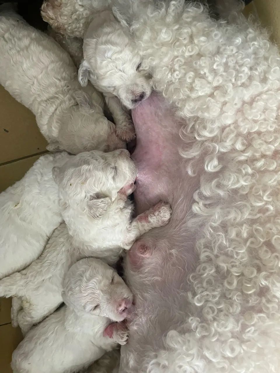 Cachorro poodle  - Foto 3