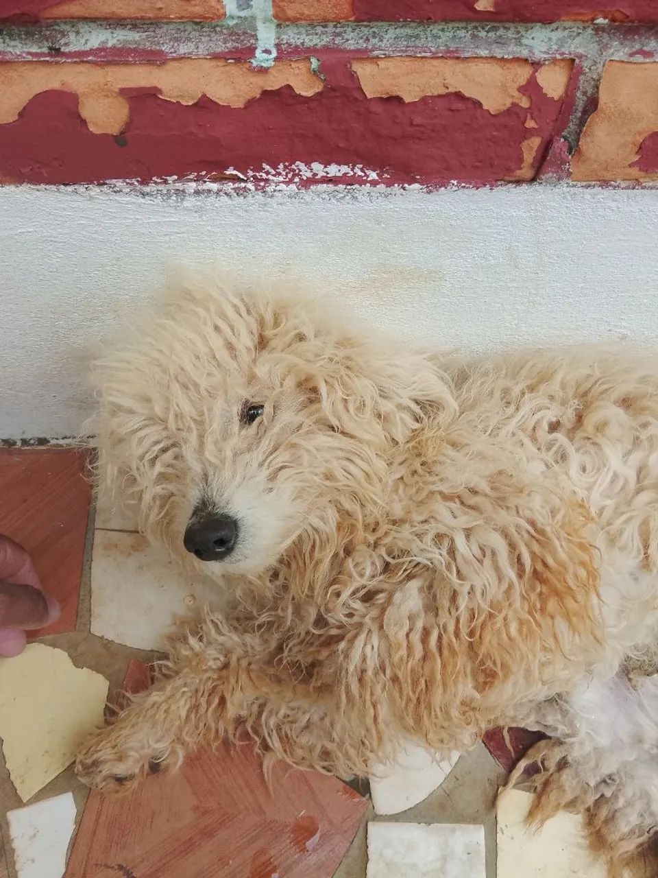 Doação  - Foto 4