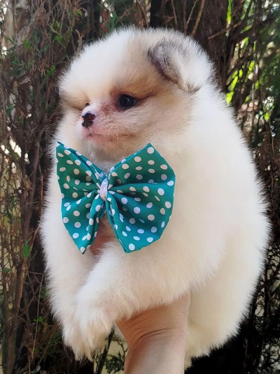 Machinho de spitz alemão particolor. - Foto 2