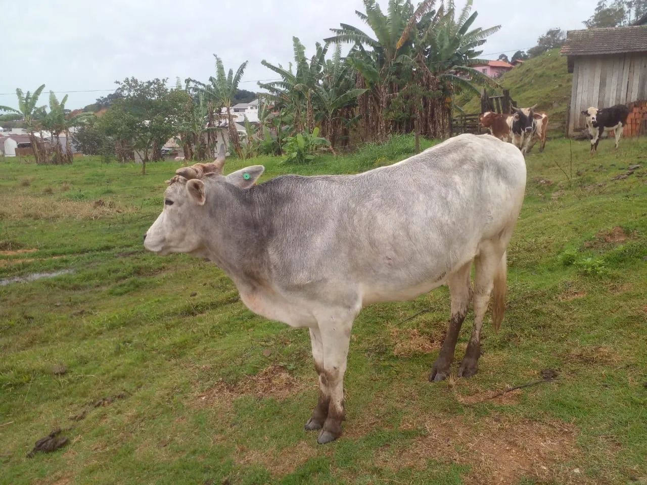 VENDO NOVILHA 