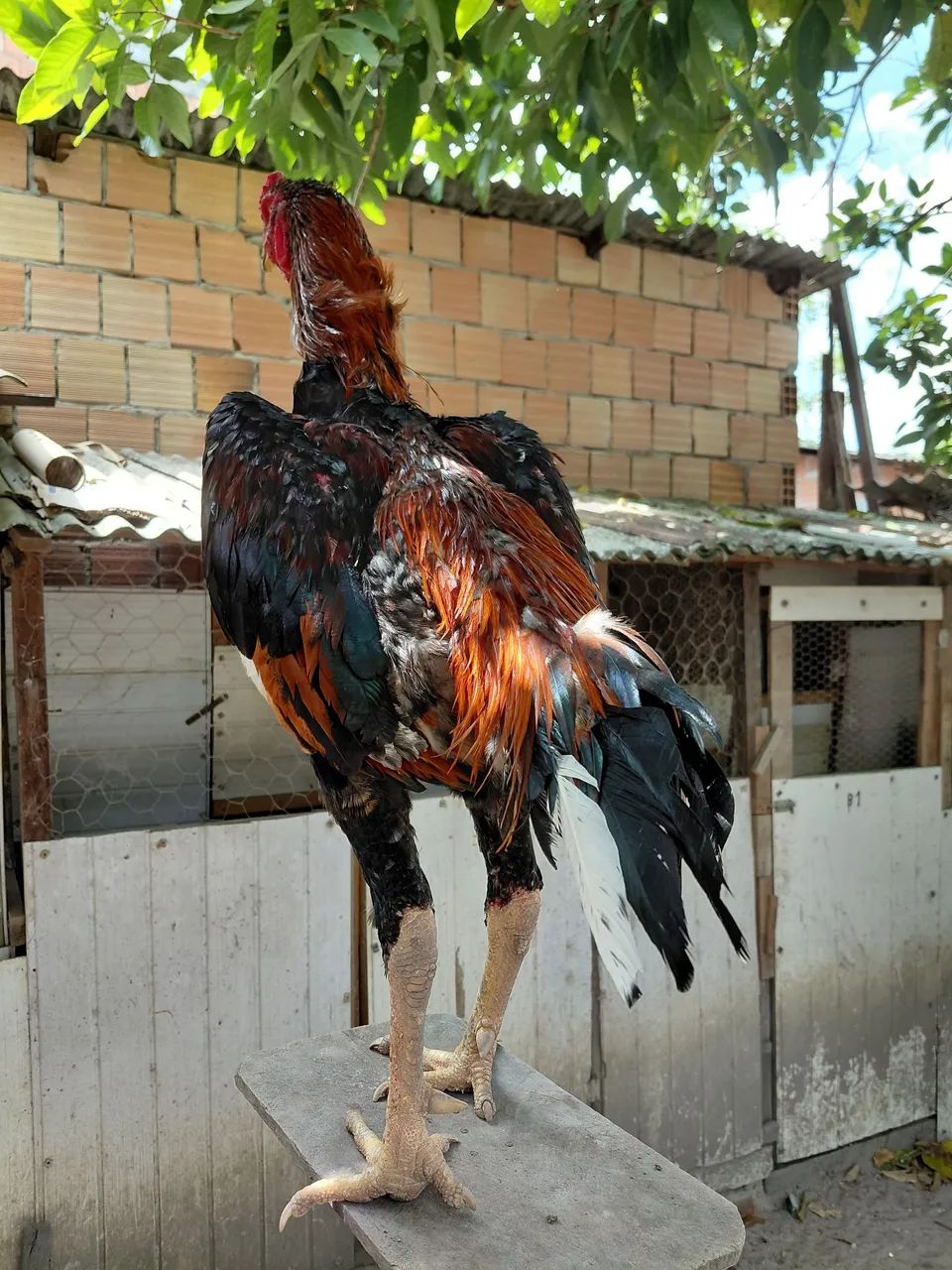 Frango. - Foto 2