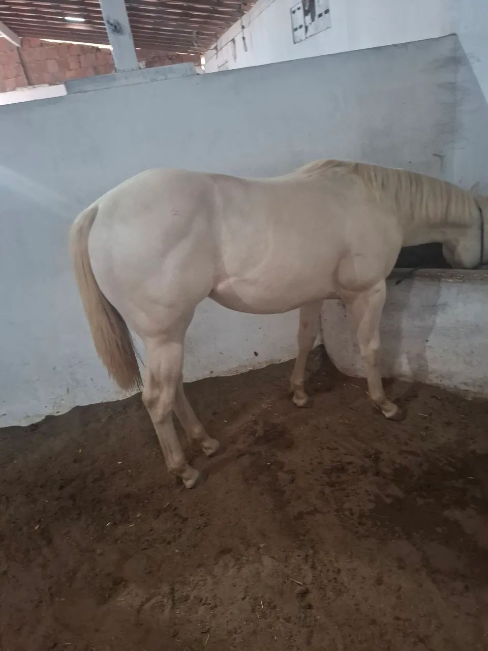 Potra cremelo com 1 ano e 10 meses - Foto 4