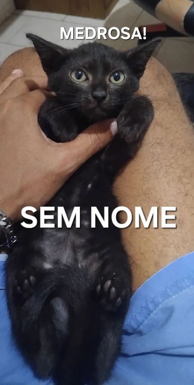 DOA-SE FILHOTES DE GATO - Foto 2