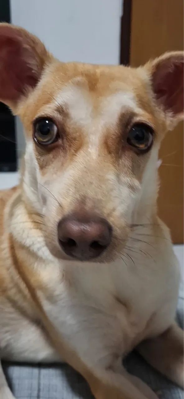 Cadela para adoção - Foto 4